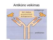 Infekcinės ligos ir imunitetas 14 puslapis