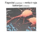 Infekcinės ligos ir imunitetas 10 puslapis