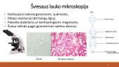 Mikroskopija: skaidrės 16 puslapis