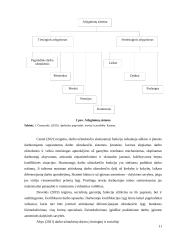 Darbo užmokesčio ir kitų finansinių rodiklių vertinimas transporto sektoriuje 11 puslapis
