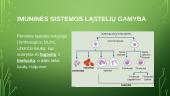 Imuninė sistema (skaidrės) 9 puslapis