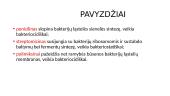Antibiotikai (skaidrės) 7 puslapis