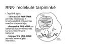 Genetika. Skaidrės 12 puslapis
