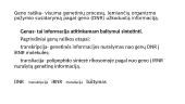 Genetika. Skaidrės 13 puslapis
