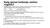 Genetika. Skaidrės 14 puslapis