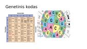 Genetika. Skaidrės 15 puslapis