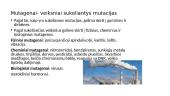 Genetika. Skaidrės 20 puslapis