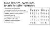 Genetika. Skaidrės 3 puslapis