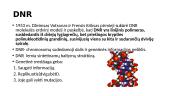 Genetika. Skaidrės 7 puslapis