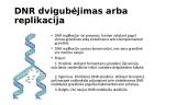 Genetika. Skaidrės 8 puslapis