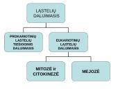 Ląstelių dalijimasis, gyvavimo ciklas 2 puslapis