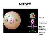 Ląstelių dalijimasis, gyvavimo ciklas 11 puslapis