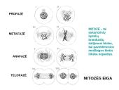 Ląstelių dalijimasis, gyvavimo ciklas 12 puslapis