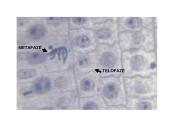 Ląstelių dalijimasis, gyvavimo ciklas 14 puslapis