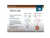 Ląstelių dalijimasis, gyvavimo ciklas 17 puslapis