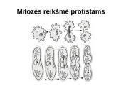 Ląstelių dalijimasis, gyvavimo ciklas 18 puslapis