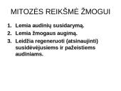 Ląstelių dalijimasis, gyvavimo ciklas 19 puslapis