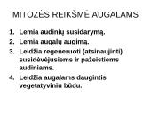 Ląstelių dalijimasis, gyvavimo ciklas 20 puslapis