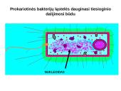 Ląstelių dalijimasis, gyvavimo ciklas 3 puslapis