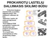 Ląstelių dalijimasis, gyvavimo ciklas 4 puslapis