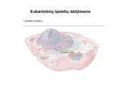 Ląstelių dalijimasis, gyvavimo ciklas 5 puslapis