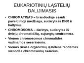 Ląstelių dalijimasis, gyvavimo ciklas 6 puslapis