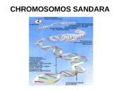 Ląstelių dalijimasis, gyvavimo ciklas 7 puslapis