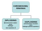 Ląstelių dalijimasis, gyvavimo ciklas 8 puslapis