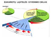 Ląstelių dalijimasis, gyvavimo ciklas 9 puslapis