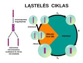 Ląstelių dalijimasis, gyvavimo ciklas 10 puslapis