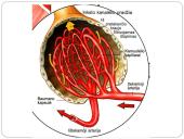 Inkstas – šalinimo organas. Šlapimo susidarymas. Šlapimo sudėties pokyčiai 11 puslapis