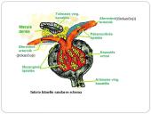Inkstas – šalinimo organas. Šlapimo susidarymas. Šlapimo sudėties pokyčiai 12 puslapis