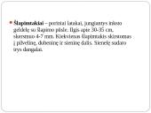 Inkstas – šalinimo organas. Šlapimo susidarymas. Šlapimo sudėties pokyčiai 13 puslapis