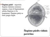 Inkstas – šalinimo organas. Šlapimo susidarymas. Šlapimo sudėties pokyčiai 14 puslapis