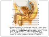 Inkstas – šalinimo organas. Šlapimo susidarymas. Šlapimo sudėties pokyčiai 16 puslapis