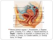 Inkstas – šalinimo organas. Šlapimo susidarymas. Šlapimo sudėties pokyčiai 17 puslapis