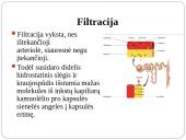 Inkstas – šalinimo organas. Šlapimo susidarymas. Šlapimo sudėties pokyčiai 19 puslapis