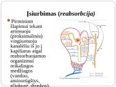Inkstas – šalinimo organas. Šlapimo susidarymas. Šlapimo sudėties pokyčiai 20 puslapis