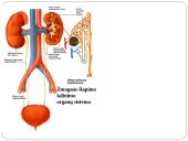 Inkstas – šalinimo organas. Šlapimo susidarymas. Šlapimo sudėties pokyčiai 4 puslapis
