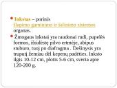 Inkstas – šalinimo organas. Šlapimo susidarymas. Šlapimo sudėties pokyčiai 5 puslapis