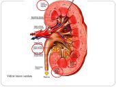 Inkstas – šalinimo organas. Šlapimo susidarymas. Šlapimo sudėties pokyčiai 6 puslapis