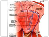 Inkstas – šalinimo organas. Šlapimo susidarymas. Šlapimo sudėties pokyčiai 8 puslapis