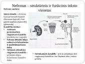 Inkstas – šalinimo organas. Šlapimo susidarymas. Šlapimo sudėties pokyčiai 9 puslapis