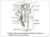 Inkstas – šalinimo organas. Šlapimo susidarymas. Šlapimo sudėties pokyčiai 10 puslapis