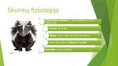 Skunkai 3 puslapis