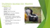 Skunkai 8 puslapis