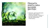 Fibonačio skaičių seka (skaidrės) 4 puslapis