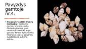 Fibonačio skaičių seka (skaidrės) 8 puslapis