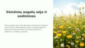 Vaistinių augalų sėja ir sodinimas