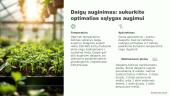 Vaistinių augalų sėja ir sodinimas 4 puslapis